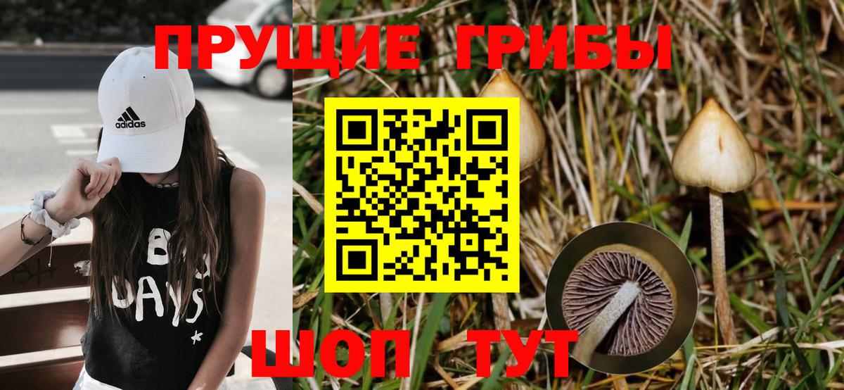 Галлюциногенные грибы Psilocybine cubensis Усть-Джегута